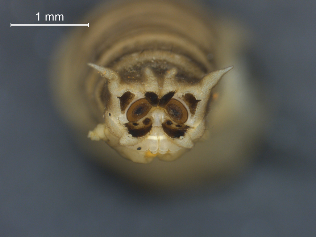 Tipula unca